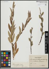 Foto von Salix acutifolia Willd. x Salix daphnoides Vill.